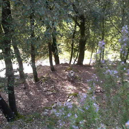 Il Leccio Nel Bosco