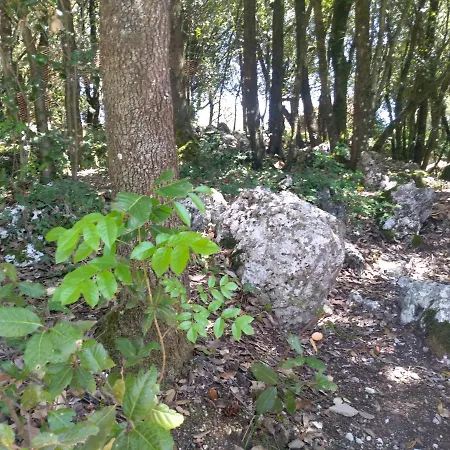 Il Leccio Nel Bosco *