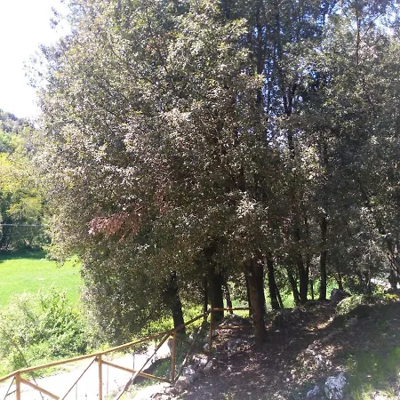 Il Leccio Nel Bosco * アメリア