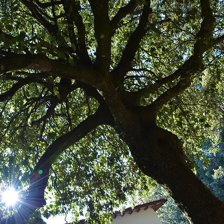 Il Leccio Nel Bosco