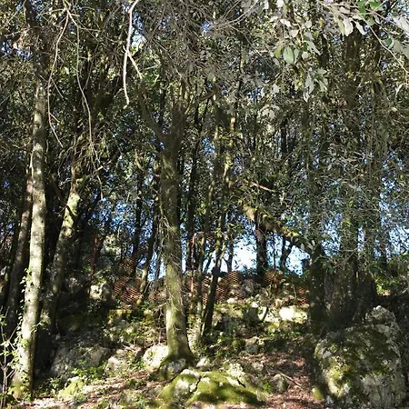 Il Leccio Nel Bosco * Amelia