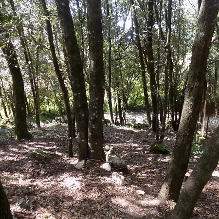 Il Leccio Nel Bosco