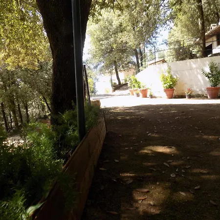 Il Leccio Nel Bosco *