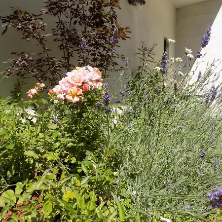 Bed & Breakfast Il Leccio Nel Bosco Amelia