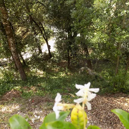 Bed & Breakfast Il Leccio Nel Bosco *
