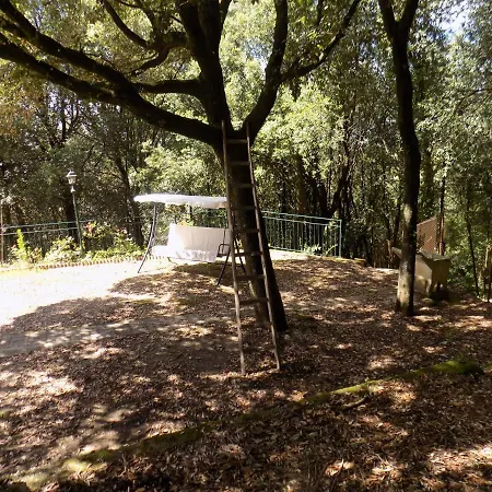 Il Leccio Nel Bosco アメリア