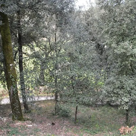 Il Leccio Nel Bosco Bed & Breakfast